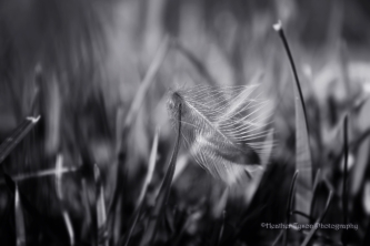 Feather3BW1